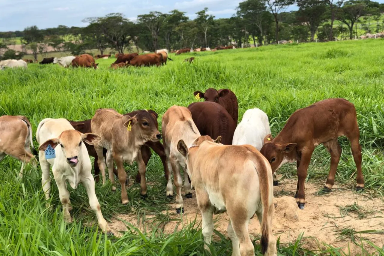 Grupo Omatapalo pretende apresentar capacidade produtiva das fazendas Mumba e Quiminha