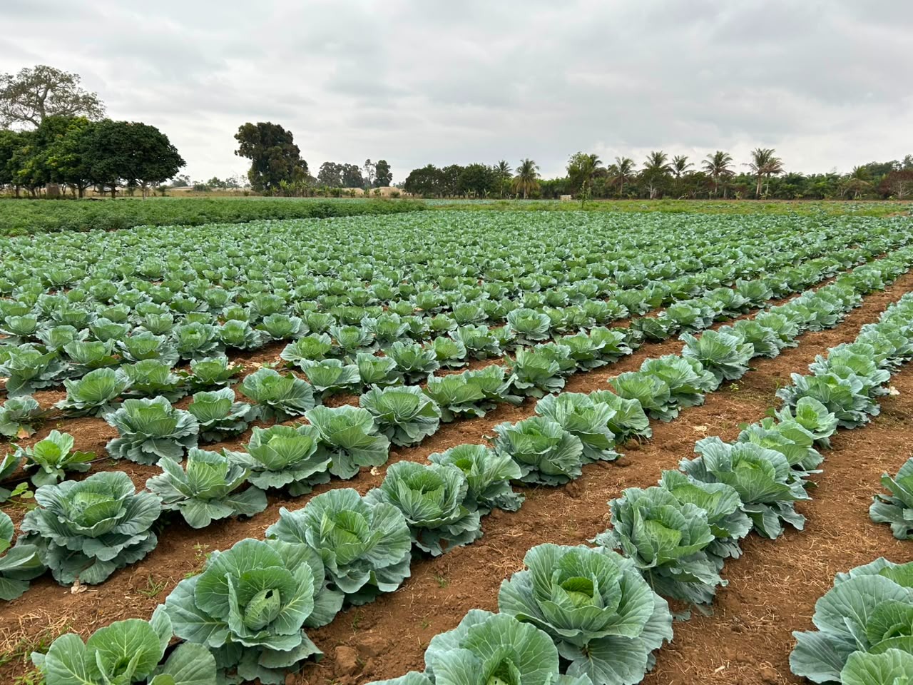 Banco Africano de Desenvolvimento impulsiona agricultura em Angola com financiamento de 600 milhões de kwanzas